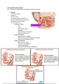 CLASE 23: Abdomen III: Glándulas Anexas: Salivales. Páncreas. Hígado y Vías Biliares