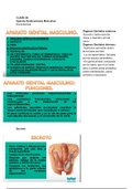 CLASE 28: Aparato Genitourinario IV: Aparato Genital Masculino 