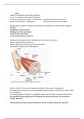 samenvatting anatomie en fysiologie