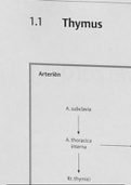 Schema's anatomie