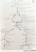  Microbiology and Immunology- Laboratory Practical Diagrams and Flowcharts