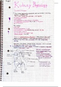 Human Physiology: Renal System