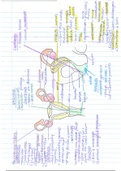 Grade 12 Biology: Reproduction 