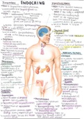 Grade 12 Biology: Endocrine System 