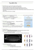 1. Segmentation Genes