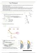 6. Limb Development