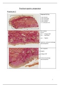 Preparaten practicum