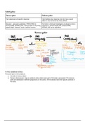 Nervous and endocrine anatomy and physiology