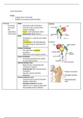 anatomy- lower limb/ leg