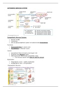 Autonomic & Parasympathetic Nervous System