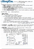 Human Physiology: Absorption (Digestion)