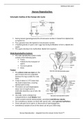 Grade 12 Human Reproduction - Life Science IEB