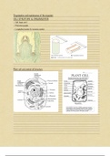 IGCSE Year10 Chapter 2 (organisation and maintenance of the organism)