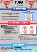 Infografía tuba uterina