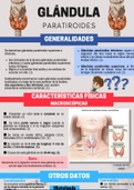 Infografía de la suprarrenal