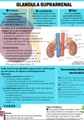 Infografía de la paratiroides