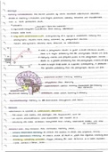 Inleiding psychologie deel 2