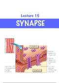 Physiology Exam 2 Bundle