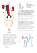 SVAA semester 2 samenvatting