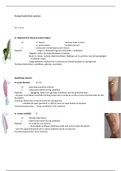 Anatomie blok A Deeltijd Alle spieren &plus; beschrijving