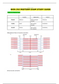 Chamberlain College of Nursing : BIOS 252 Midterm Exam Study Guide(4 NEW Versions),BIOS 252 Midterm Exam Review, / BIOS252 Midterm Exam Study Guide(4 NEW Versions, 2020),BIOS252 Midterm Exam Review(NEW ,2020) : Anatomy and Physiology II (Verified)