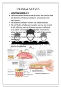 Olfactory nerve