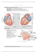 Het hart (cardiovasculair systeem) 