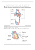 Het cardiovasculair systeem