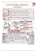 Biomechanics of the C-Spine (separate) 