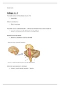 Quizvragen   antwoorden Neuropsychologie