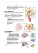 Samenvatting anatomie blok 2 leerjaar 2 HAN