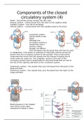 components of the closed circulatory system