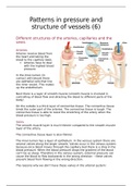 patterns in blood pressure and the structure of blood vessels