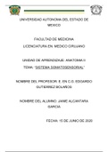 Lo que debes saber sobre el sistema somatosensorial