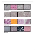 Example pictures Histology