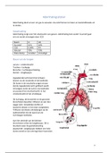 Samenvatting ademhalingsstelsel