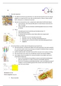 Anatomie periode 3 jaar 1