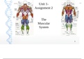 The Muscular System