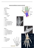 Anatomie van het bovenste lidmaat