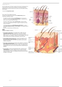 Quick summary on the skin and types of burns 