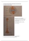 Samenvatting Pathologie H16 Aandoeningen van het motorisch stelsel