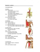 Anatomie - spieren