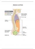 Full summary: Anatomy of abdominal organs and Blood vessels