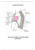 Anatomy of the Heart and Coronary vessels