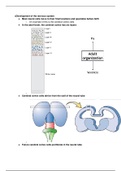 Class notes Introduction to Neuroscience Week 8