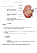 chapter 19 Junqueira's Basic Histology summary 