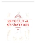 Kreislauf -& Gefäßsystem