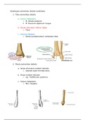 osteologie voet 