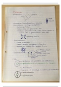 Samenvatting Biologie van de Ongewervelde Dieren (1ste en 2de bach Biologie)