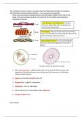 summary notes on cytoskeleton 